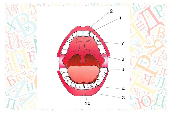 Артикуляционный аппарат, рот