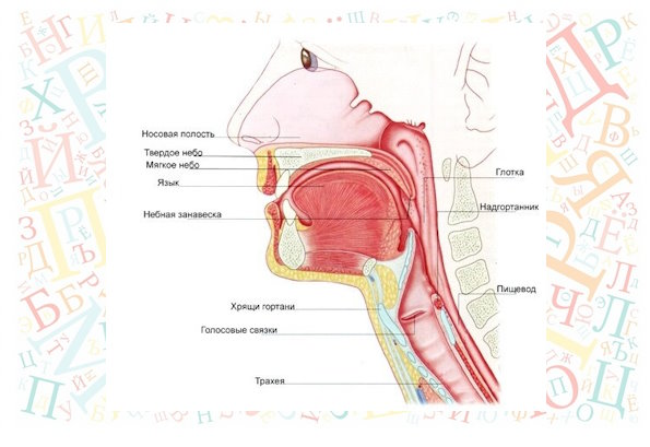 Структура голосового аппарата